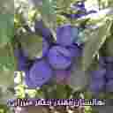 نهالستان و باغستان نوبهار جعفرمیرزایی در میاندوآب
