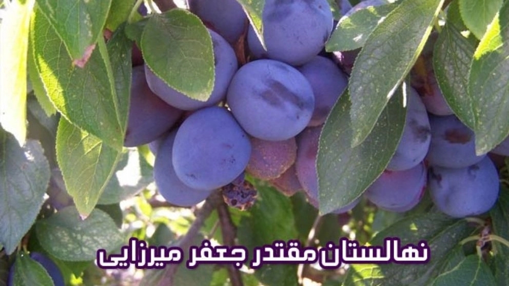 Jafarmirzai Nobuhar bahçesi