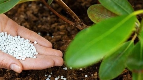 Ağaç gübreleme prensipleri ve çeşitleri