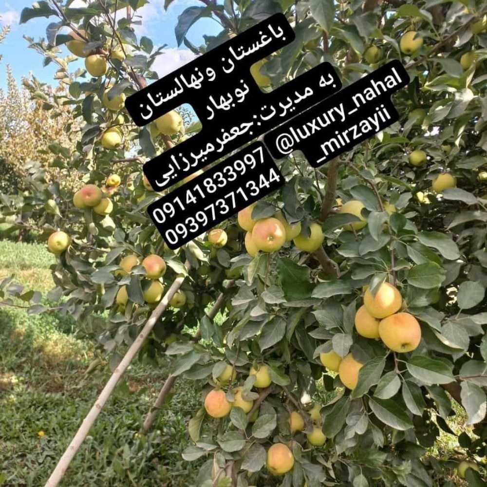 1731138228233.webp