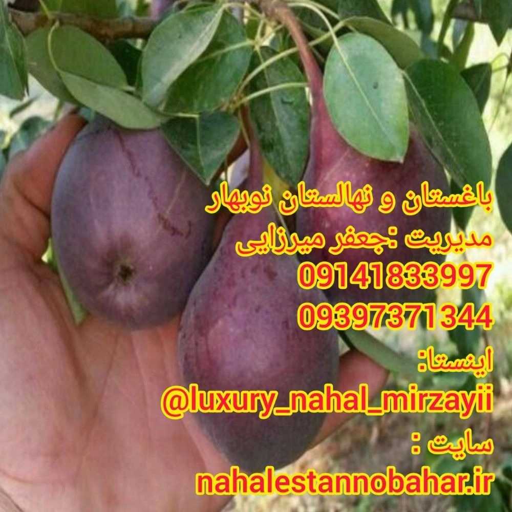 1731139095748.webp
