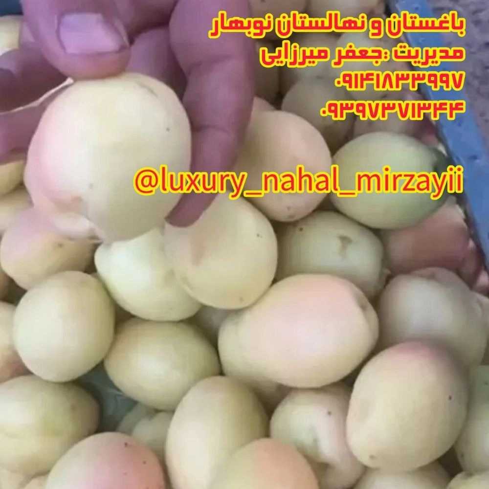 1731140986226.webp