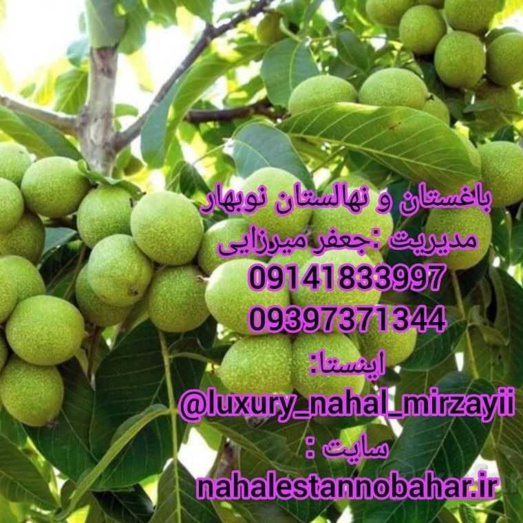 1731141219804.webp