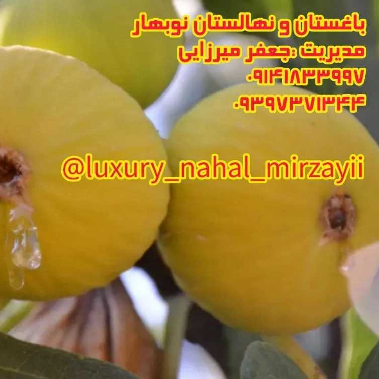1731141779069.webp