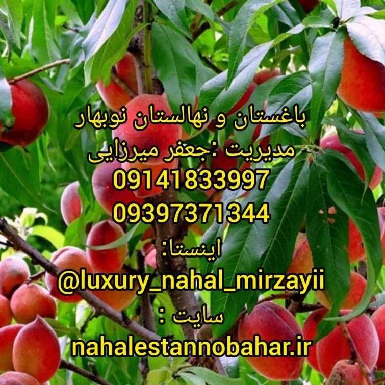 1731142005461.webp