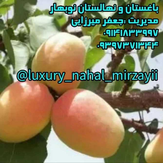 1731142415677.webp