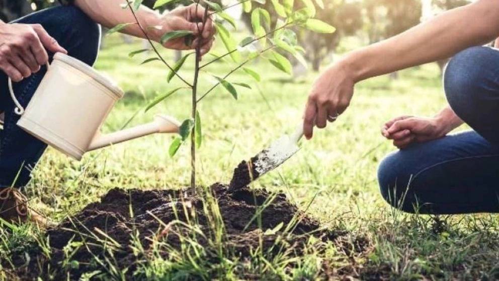 بهترین زمان و بهترین روش کاشت نهال بهترین زمان و بهترین روش کاشت نهال