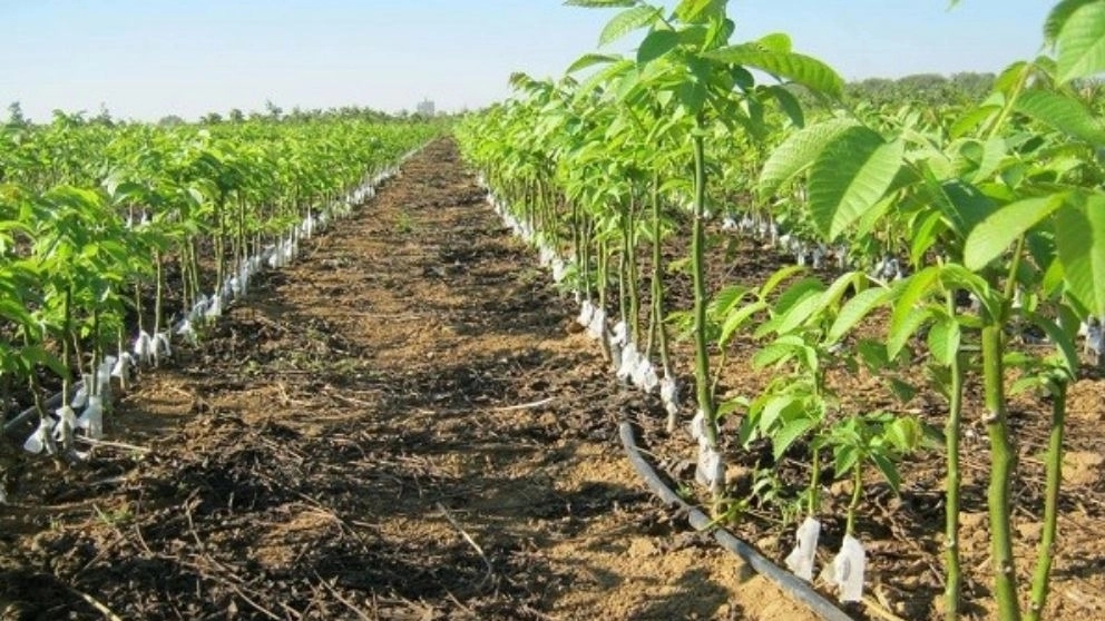 اصول کوددهی درختان و انواع آن اصول کوددهی درختان و انواع آن
